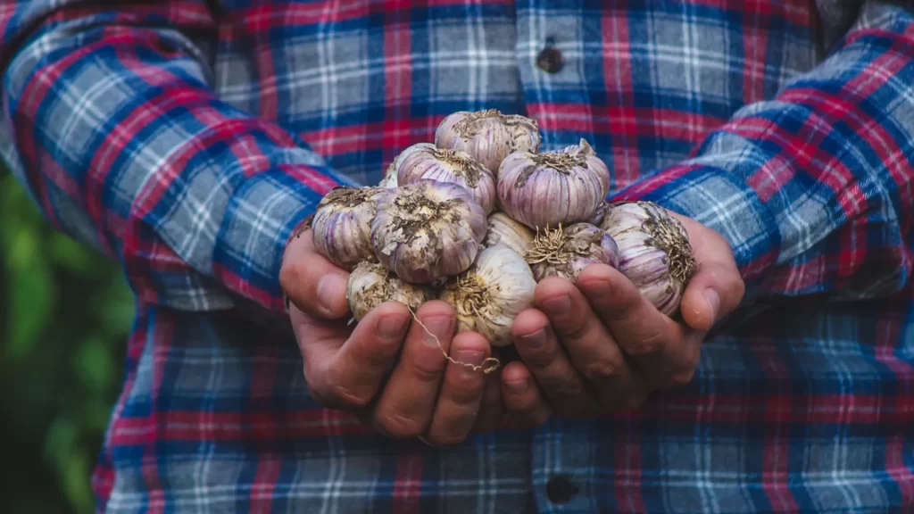 Health benefits of garlic oil